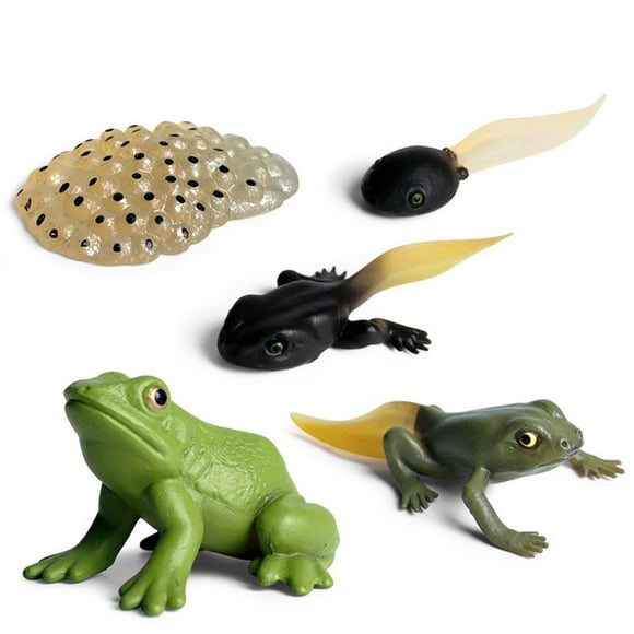 Frog Growth Model Animal Life Cycle Biological Model Figure Classroom Accessories Party Supplies Desktop Decoration Educational Development Toys for Boys and Girls
