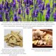 thumbnail image 5 of Aceite Esencial De Lavanda Aroma Skincare Difusor Aceite De 10ML Gotero Sunnimix Aceite esencial de lavanda, 5 of 6