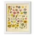 thumbnail image 1 of Gango Home Decor Vintage Herbal Botanical XI by Wild Apple Portfolio (Ready to Hang); One 12x16in White Framed Print, 1 of 3