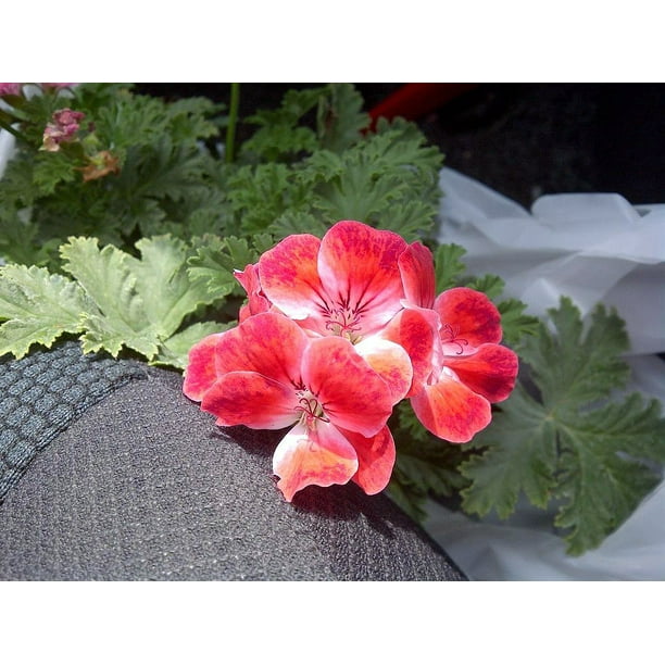 Apricot Scented Leaf Geranium Grow Indoors or Out Live Plant