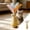 D, variant on Squeaky Plush Dog Ball Toy with Bell, Interactive Bite-Resistant Chew Toy, Colorful Tag Ball Toy for Small to Medium Dogs to Play, Relieve Boredom and Reduce Anxiety