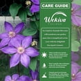 thumbnail image 4 of Clematis Elsa Spath - Live Starter Plant in a 2 Inch Growers Pot - Starter Plants Ready for The Garden - Beautiful Dark Lavender Flowering Vine, 4 of 6