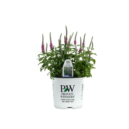 Proven Winner 2.5QT Veronica