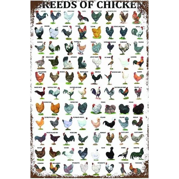 Funny Chicken Sign, Metal Chicken Coop Tin Signs, Breeds of Chicken, Yard Sign Garage Farm Garden Wall Decor Sign Plaque Outdoor for Home Fence 8 X 12 Inches