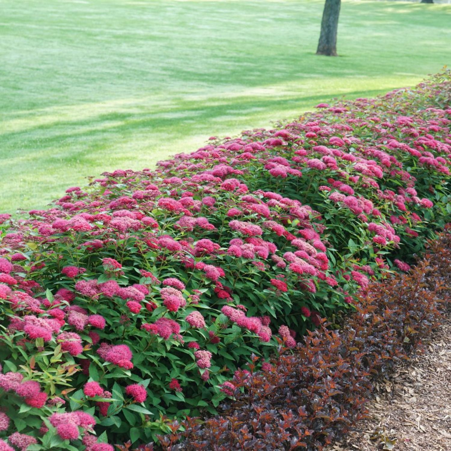 Proven Winners ColorChoice 5" Red Double Play Doozie Spirea Live Plant in 4.5" Pot (4 Count)