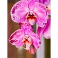thumbnail image 2 of Eggers, Julie 25x32 White Modern Wood Framed Museum Art Print Titled - China-Hong Kong Orchids on display at a flower market, 2 of 4