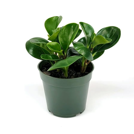 4 in. Peperomia Green Obtusifolia Plant in Grower Container (3-Pack)