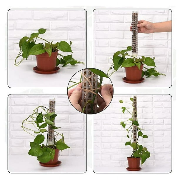 pstuiky Tutor de plstico para plantas Monstera, tutores para plantas  trepadoras, soporte para plantas de interior para trabajar con musgo  sphagnum | Bodega Aurrera en lnea