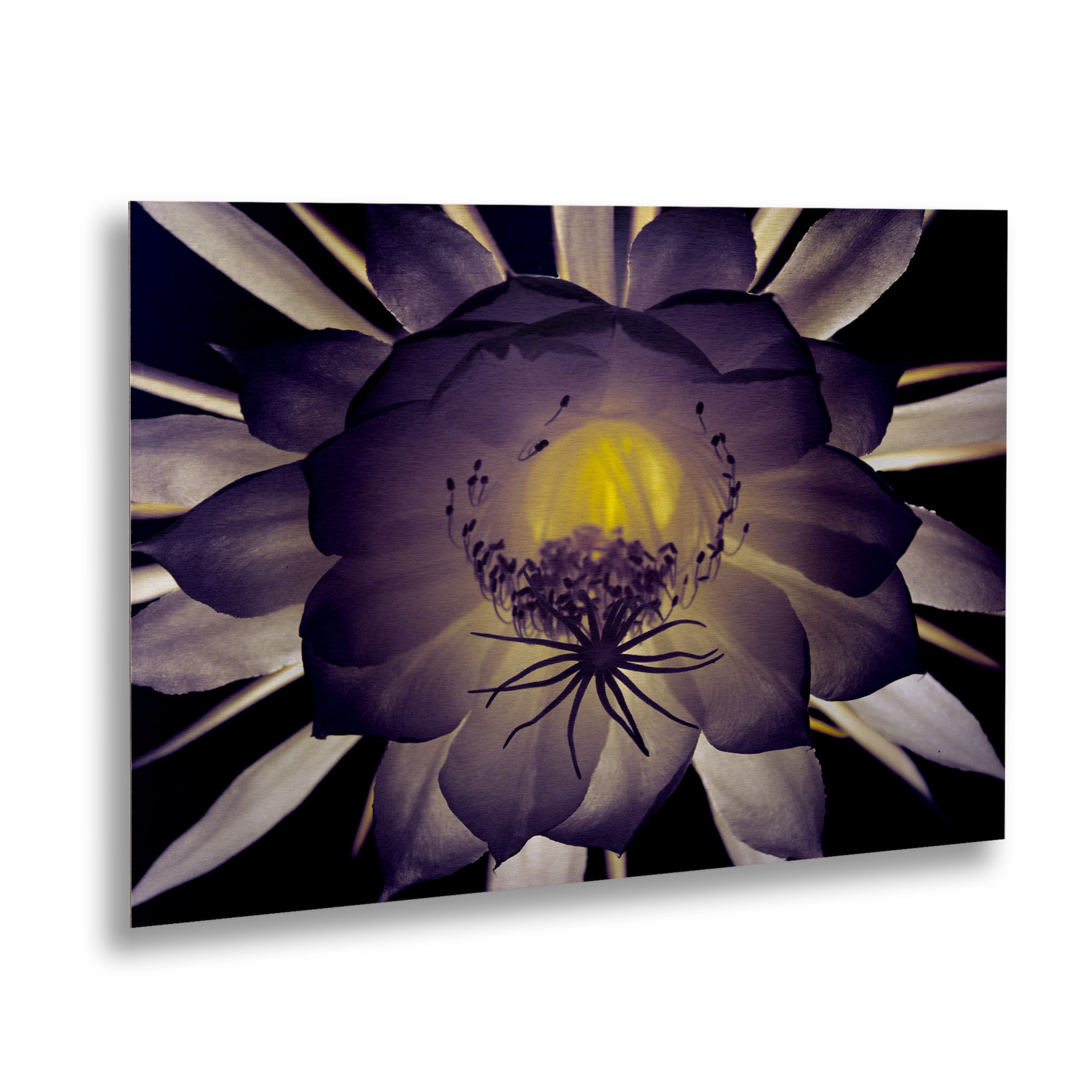 Trademark Fine Art 'Night Angel' Brushed Aluminum Wall Art Art by Kurt Shaffer
