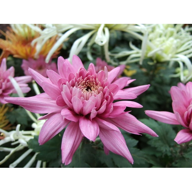 Chrysanthemum Exhibition Chrysanthemum Flower20 Inch By 30 Inch