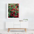 thumbnail image 2 of Red Flowers - Three Rivers California Photography Flowers Floral Garden Botanical Nature Scenic Summer White Framed Wall Art Print 5 x 7 inches, 2 of 3