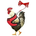 thumbnail image 5 of Chicken Harness and Leash Set 3.6 Foot Adjustable Poultry Vest for Backyard Hens Ducks Walking Training Outdoor Safety Gear, 5 of 7