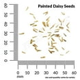 thumbnail image 3 of Ferry-Morse 100MG Painted Daisy Single Mixed Colors Perennial Flower Seeds, Full Sun, 3 of 11