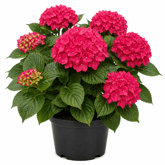 Cardinal Red Hydrangea – Deep Red Mophead Flowering Shrub for Garden & Containers