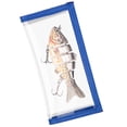 thumbnail image 6 of Bombrooster 5 Pack Transparent Fishing Lure Wraps – Protect & Organize Crankbaits, Swimbaits – Hook-and-Loop Closure for Fishing Rods & Poles, Blue, 6 of 7