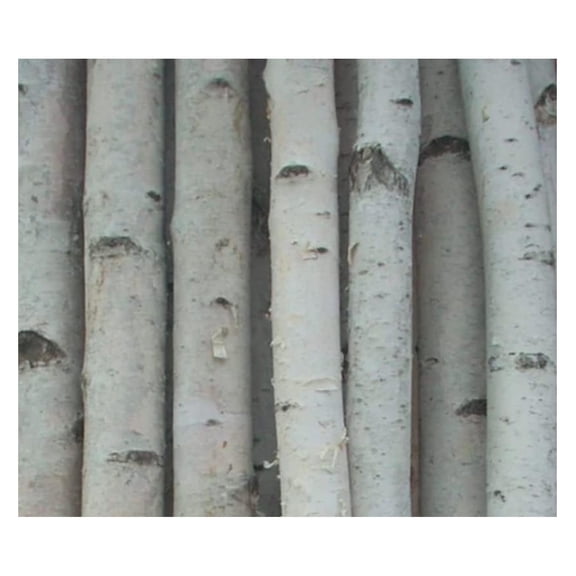 Four Medium White Birch Poles 5 ft