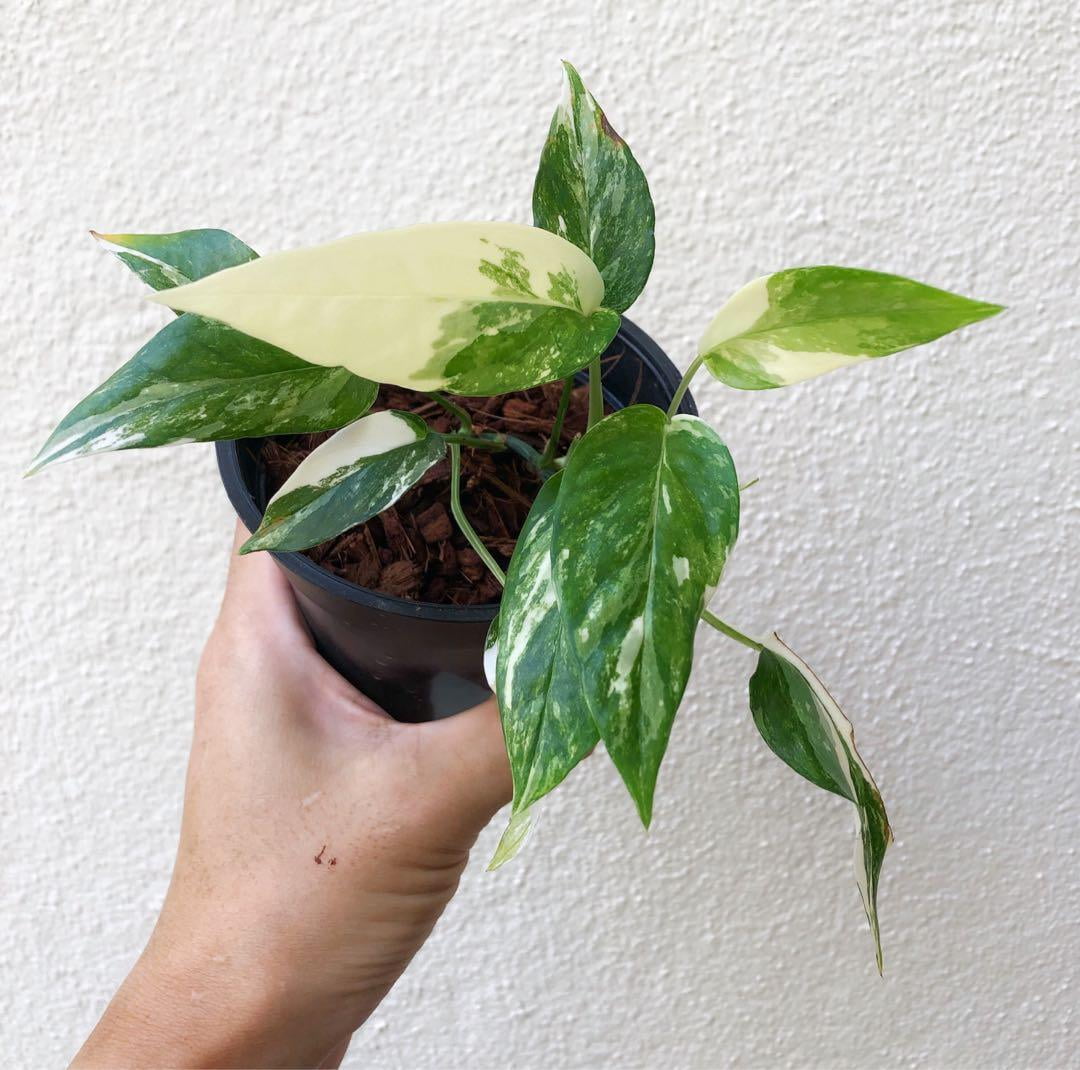 Epipremnum Pinnatum Albo Variegata Cebu Blue - Live Air-Purifying Indoor Plant in Nursery Pot – Easy Care, Low Maintenance Houseplant for Home & Office Decor, Natural Air Cleaner, Best for Beginners