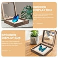 thumbnail image 3 of Miangastore Vitrine pour Spécimens d'Insectes, Boîte en Bois avec Couvercle Transparent, 3 of 9