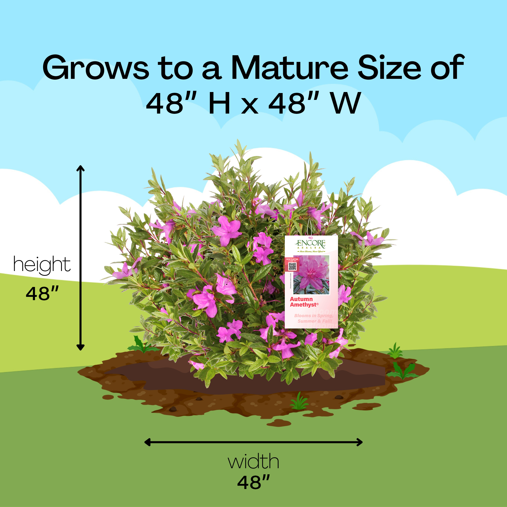 Encore Azalea Autumn Amethyst Shrub (5 Gallon)
