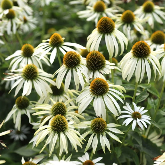 Eden Brothers Coneflower Seeds - White Swan