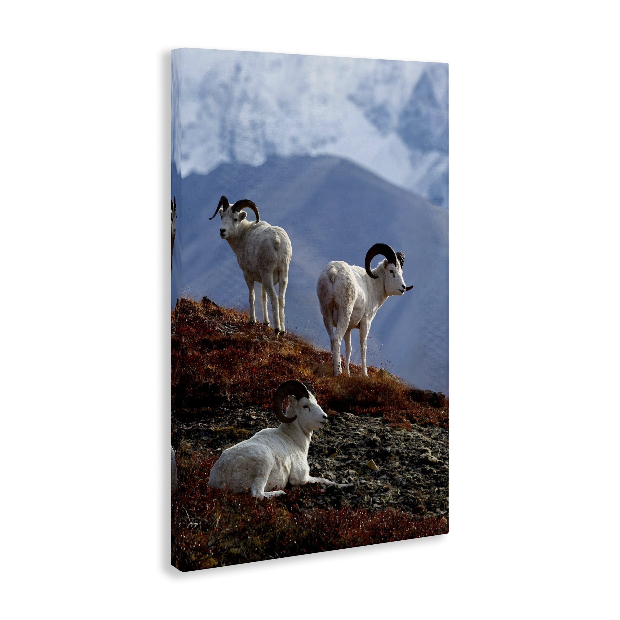 Stupell Industries Dall Sheep on Cliff Landscape & Nature Photography Wrapped Canvas Art Print Wall Art, 16 x 24