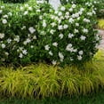 thumbnail image 3 of Southern Living Jubilation Gardenia Live Shrub in 2.5-Quart Grower Pot, 3 of 10