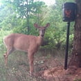 thumbnail image 4 of Auto Feeder Deer Feed 44lb (20KG) By Rack Stacker, 4 of 11