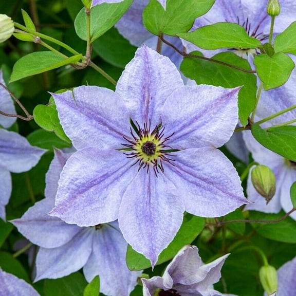 Toadstool Seeds 25 Skyfall Clematis Seeds, Perennial Climbing Vine, Hardy Flower Garden Blooms