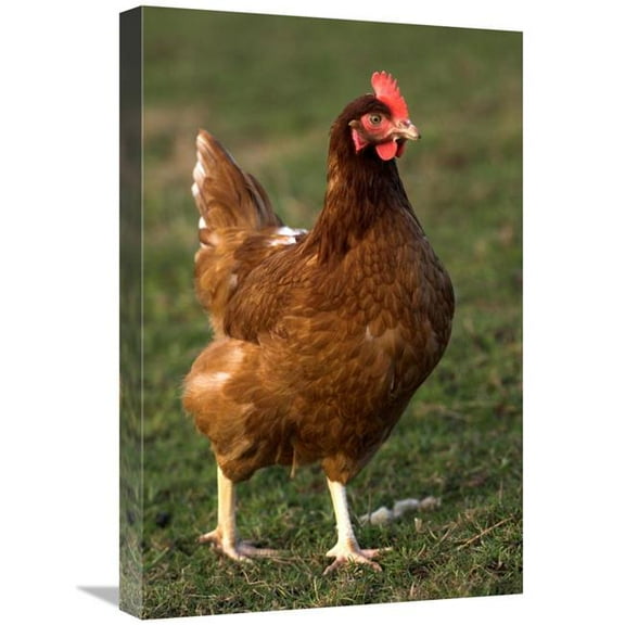 16 x 24 in. Domestic Chicken, Close-Up of Free-Range Hen, England Art Print - Wayne Hutchinson