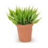 Timeless Minis Sm House Plant 1.375In