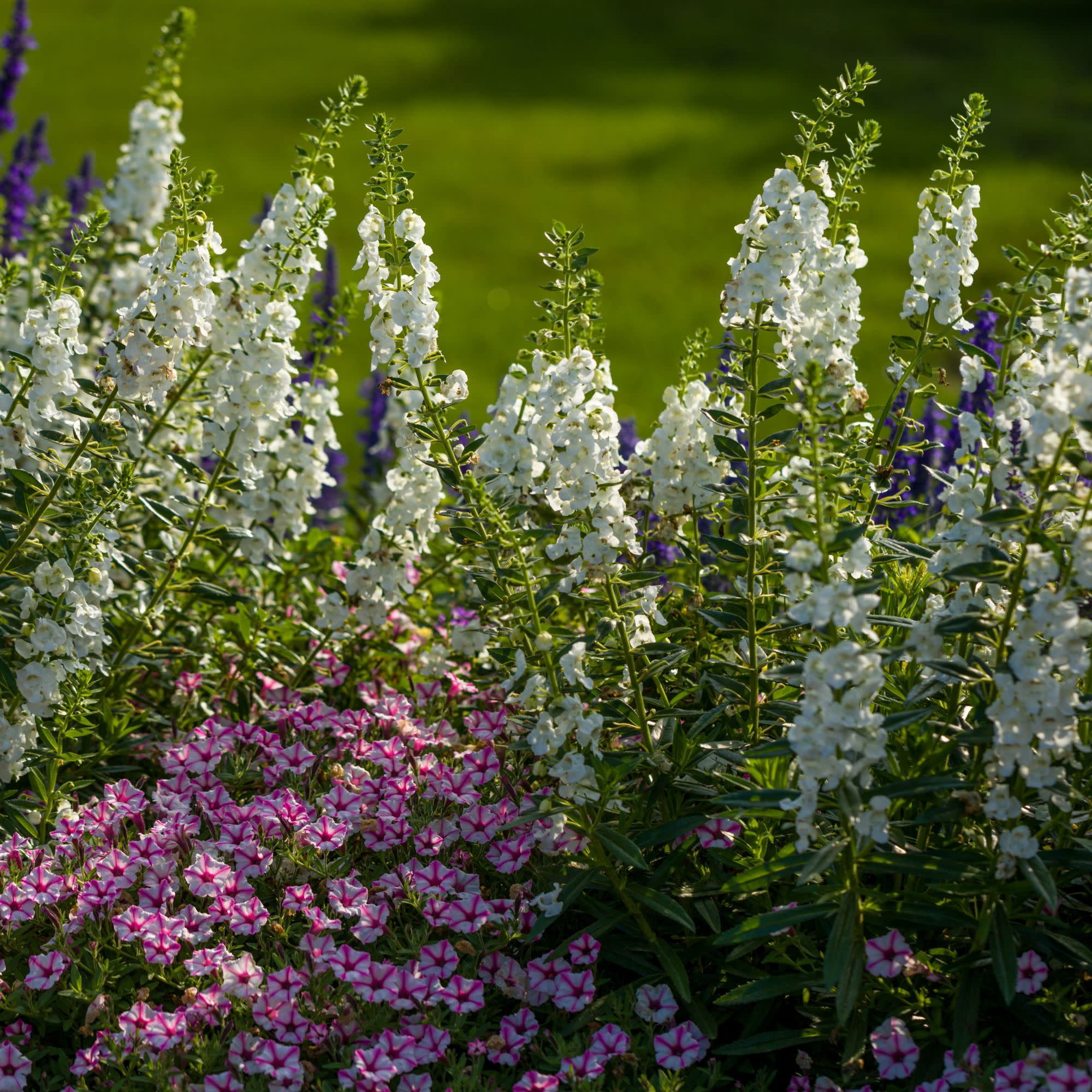 Proven Winners 8" Angelface White Summer Snapdragon Live Plant in 6.5" Pot