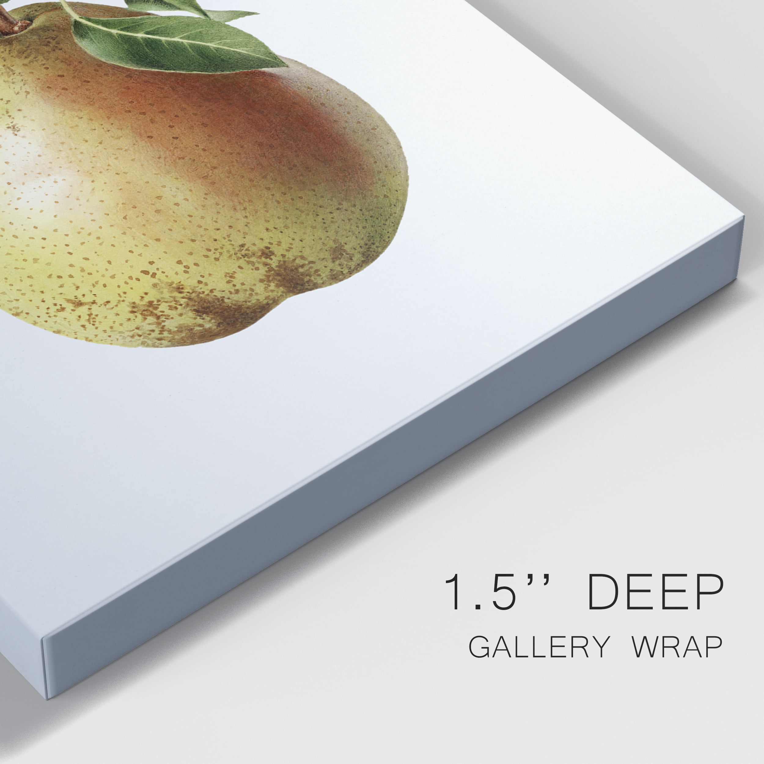 Vintage Pear Illustration II Premium Gallery Wrapped Canvas - Ready to Hang - 40 x 60