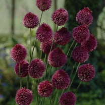 Van Zyverden Allium Sphaerocephalon Set of 25 Bulbs Burgundy Part Sun