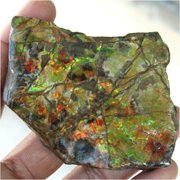 Khushi Gems Natural Ammonite Multicolor Ammolite Loose Gemstones, 517.35Cts