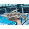 thumbnail image 2 of Figura de acción Gemini&Genius Sea Turtle Sea Animal 25 cm, 2 of 9
