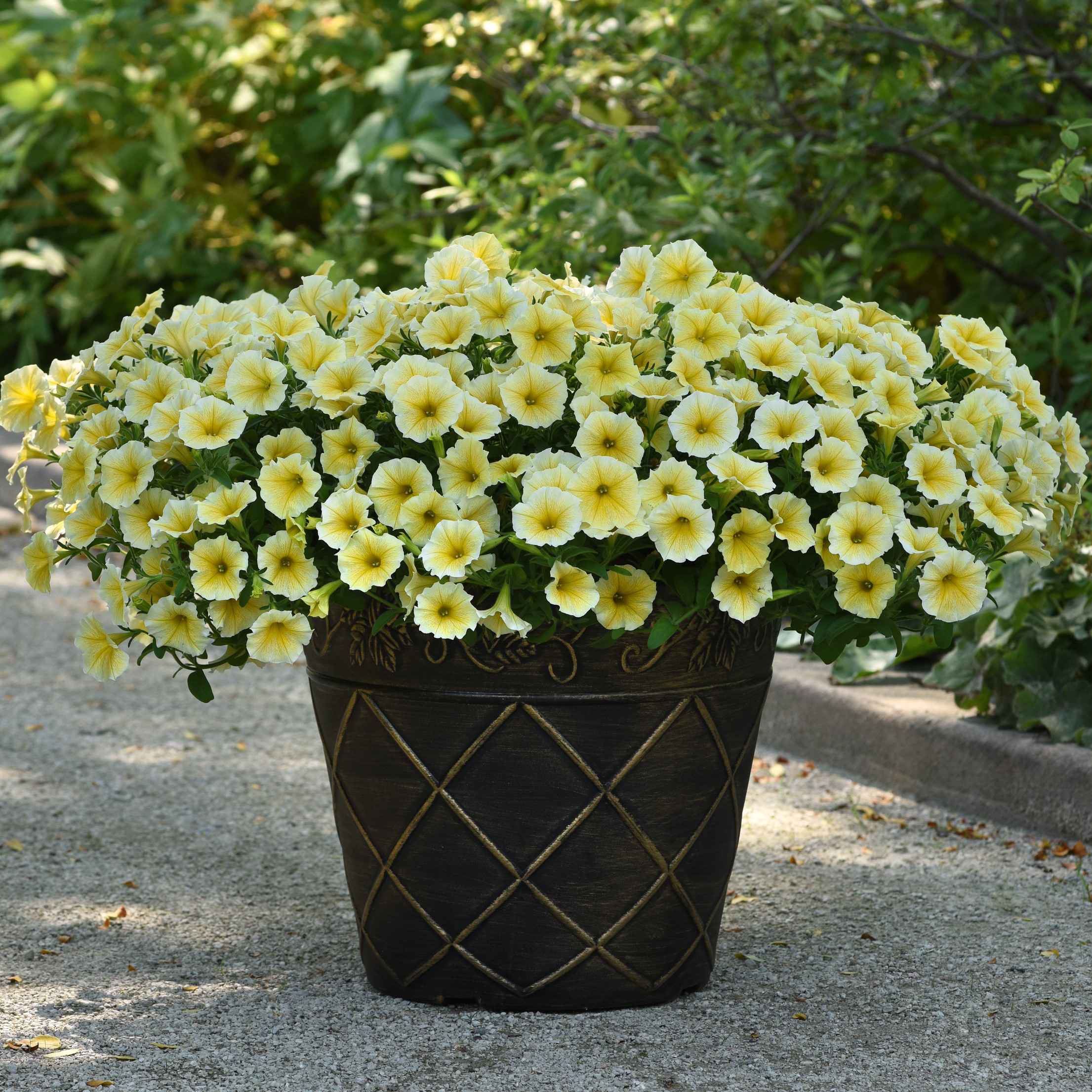 Better Homes & Gardens 2 Quart Yellow Or Pink Petunia Annual Flowers Live Plants
