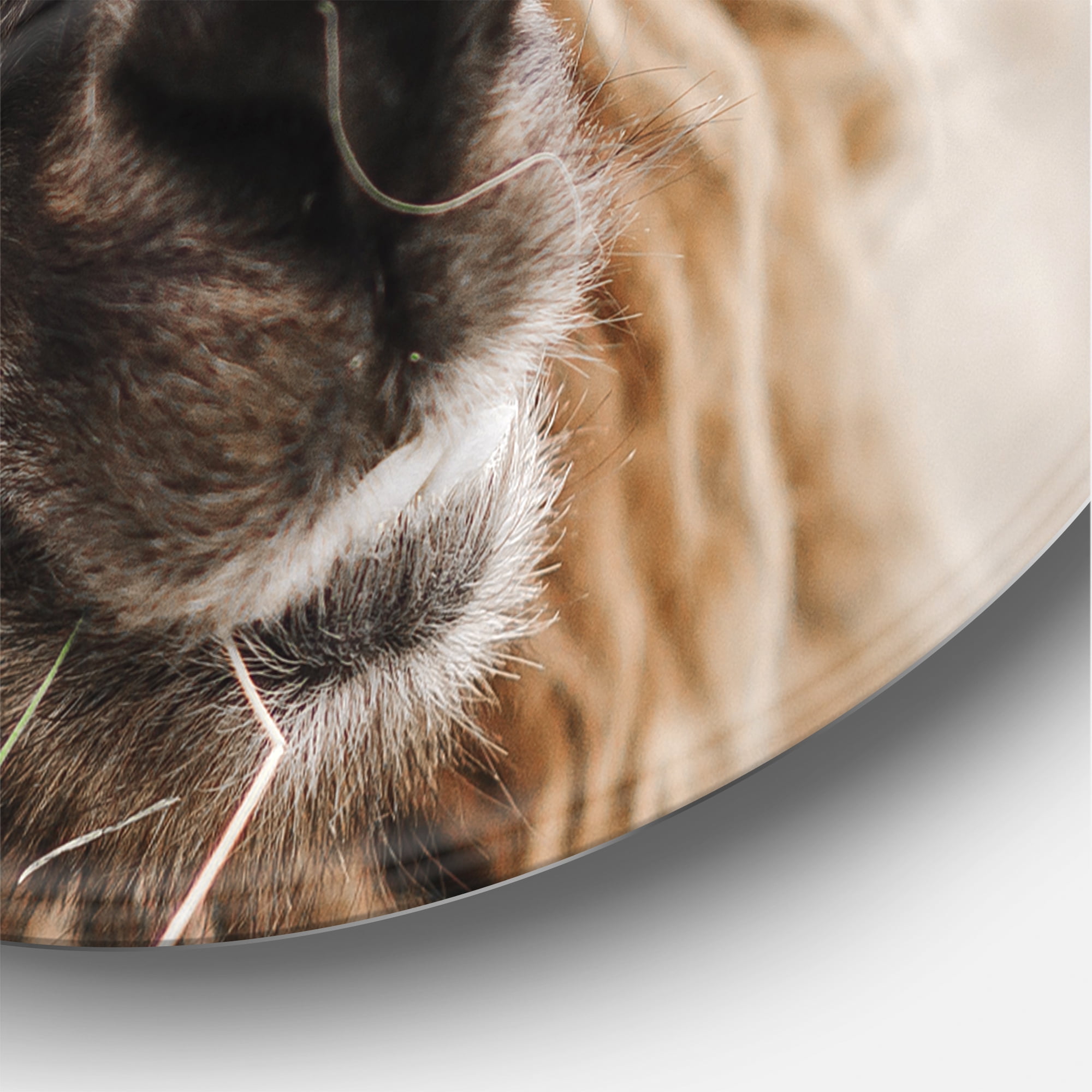 Designart 'Close Up Of Fluffy Curly Alpaca' Farmhouse Circle Metal Wall Art 11x11 - Disc of 11