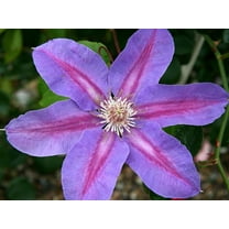 Barbara Jackman Clematis Vine - Live Plant in a 4 Inch Growers Pot - Clematis 'Barbara Jackman' - Starter Plants Ready for The Garden - Bold and Beautiful Purple Flowering Vine