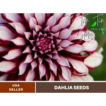 40  Seeds| Giant Dinnerplate Dahlia Perennial Seeds - Buy 3 Get 1 Free#D035