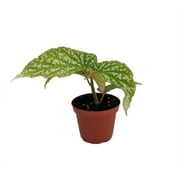 Snow Capped Angel Wing Cane Begonia - 3.7" Pot - Great House Plant
