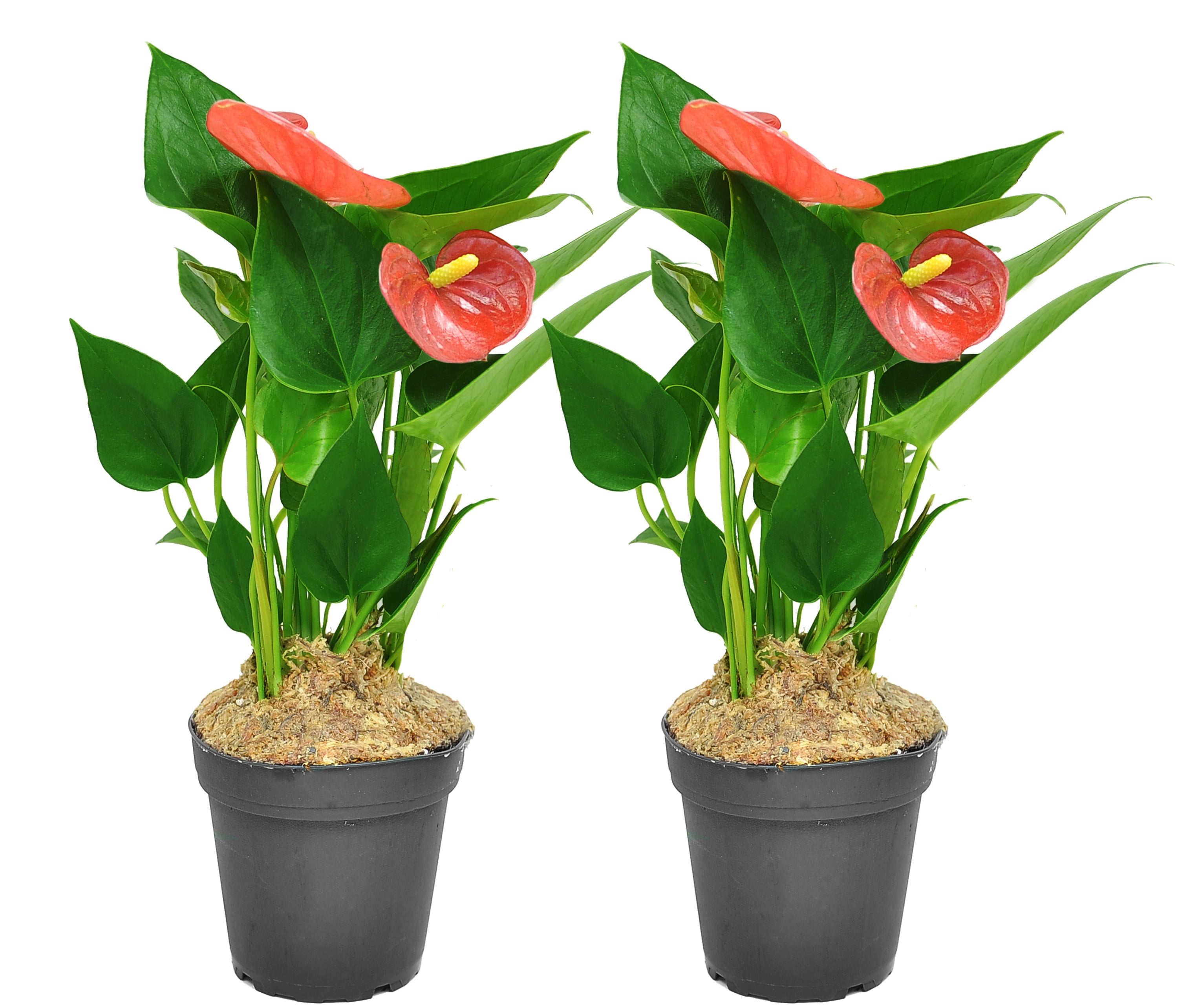 Great as Holiday Gift or Christmas Decoration Costa Farms Live Red Anthurium Ships in Red Ceramic Planter with Christmas Candy Cane Décor 12-Inches Tall 