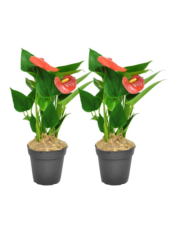 Outdoor Plants in Live Plants