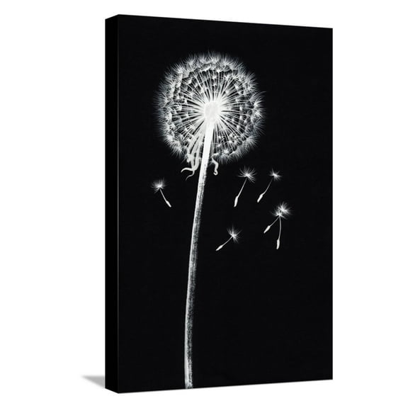 Art.com Dandelion Watercolor Painted Image Stretched Canvas Print Wall Art by Surovtseva, 12" x 18"
