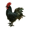 thumbnail image 4 of oshhni Simulation Model Animal Realistic Outdoor Decor for Store Patio Farm Black, 4 of 9