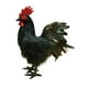 thumbnail image 4 of Modelo de simulación de gallo, figura de gallo falso, accesorio para fotografía al aire libre Negro, 4 of 9