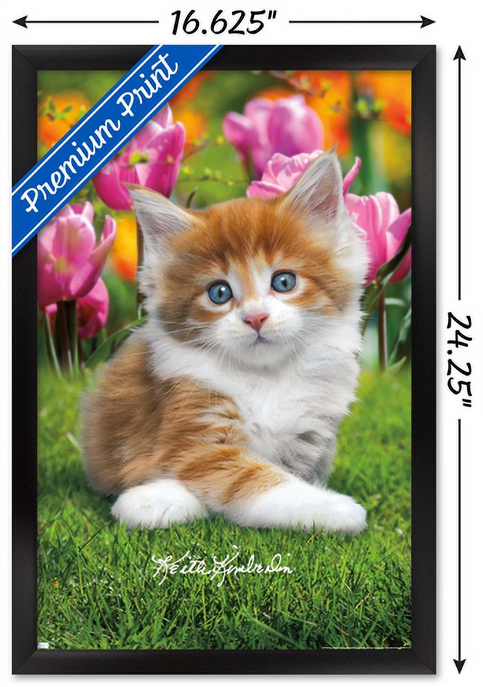 Keith Kimberlin - Maine Coon Kitten Wall Poster, 14.725" x 22.375", Framed