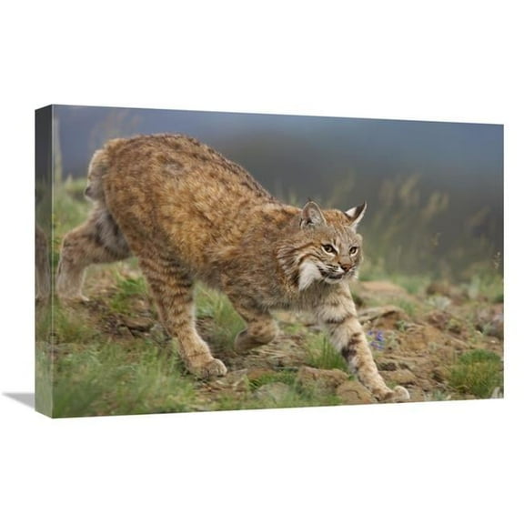 16 x 24 in. Bobcat Stalking, North America Art Print - Tim Fitzharris