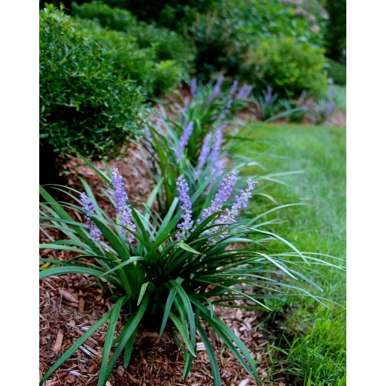 Liriope sale super blue