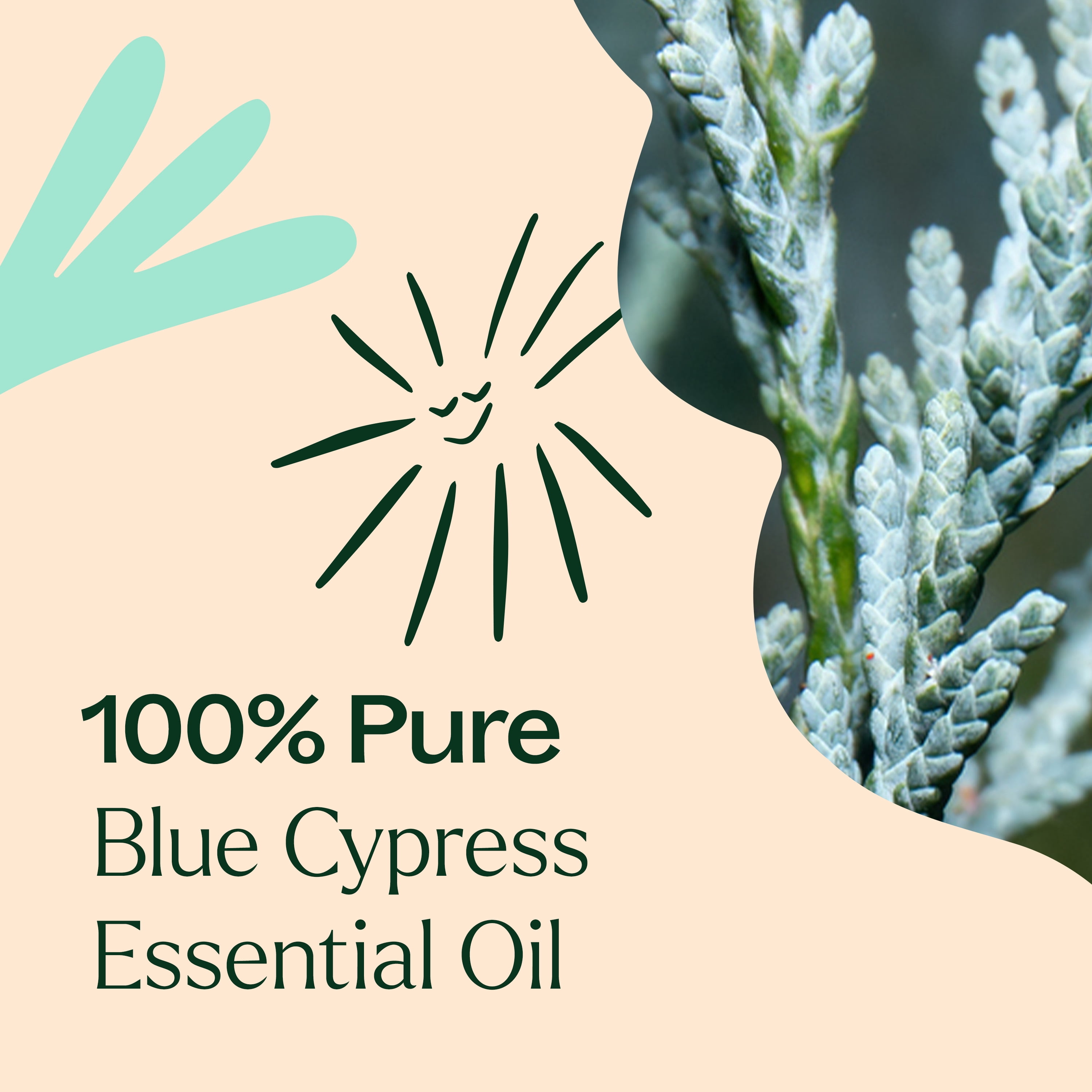 Plant Therapy Blue Cypress Essential Oil 10 mL (1/3 oz) 100% Pure, Undiluted, Natural Aromatherapy