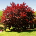 thumbnail image 4 of Brighter Blooms - Emperor Japanese Maple Tree, 4-5 ft. - No Shipping To AK, AZ, HI, 4 of 4